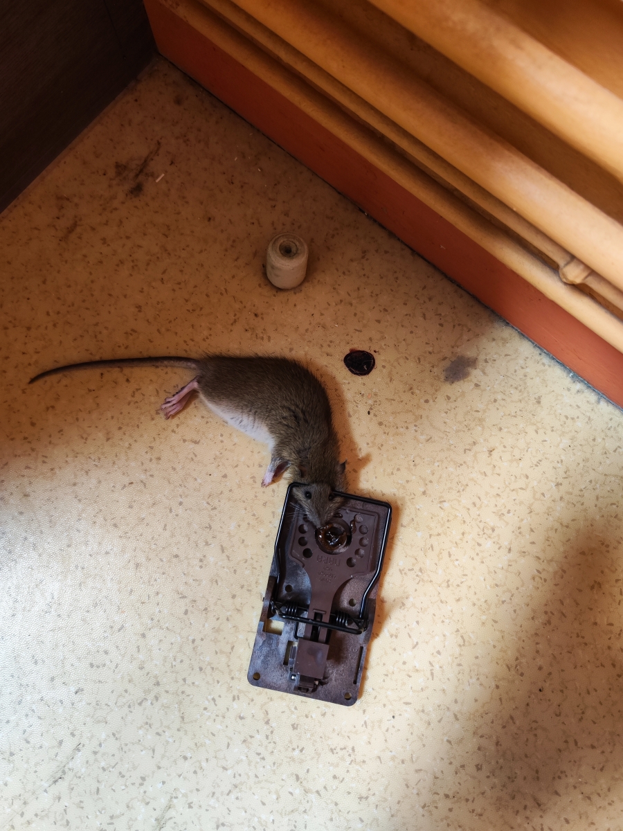 Tapette rat