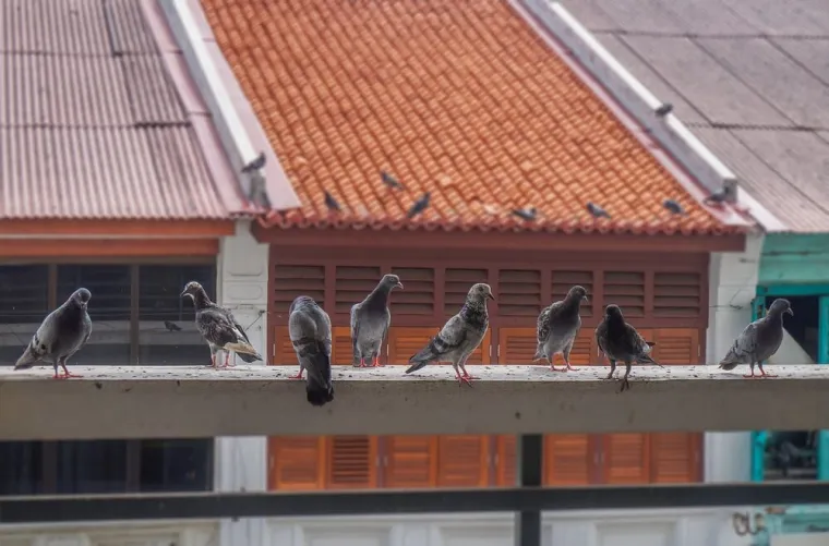 Comment installer un filet anti pigeon sur un balcon ?, Amiens, DFGN 80