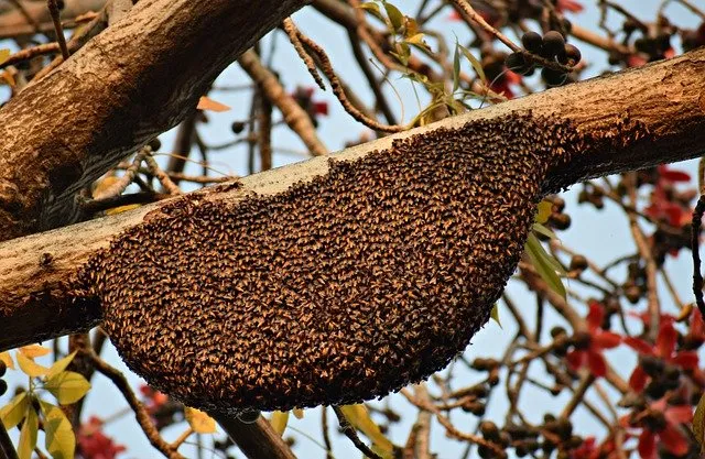 Essaims abeilles, Amiens, DFGN 80