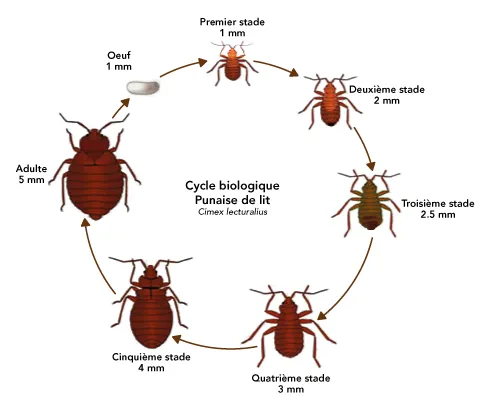 Cycle Punaise de lit 