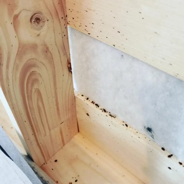 Traitement de punaises de lit dans un Airbnb à Amiens, Amiens, DFGN 80