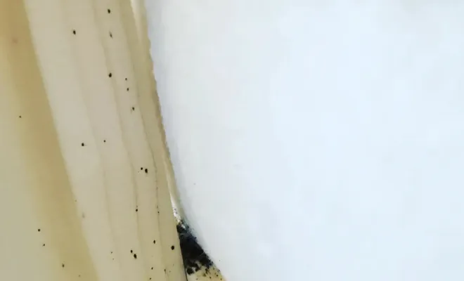 Traitement de punaises de lit dans un Airbnb à Amiens, Amiens, DFGN 80