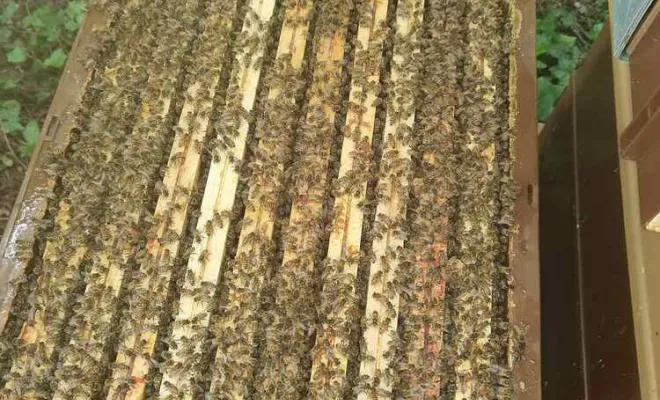 Apiculture, Amiens, DFGN 80