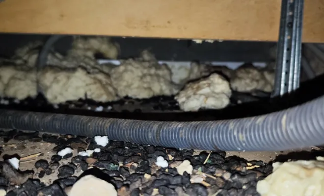 Élimination de souris et de rats, Amiens, DFGN 80