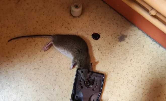 Élimination de souris et de rats, Amiens, DFGN 80